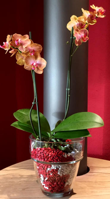 Colomi Orchideensubstrat in transparenten Gefäßen