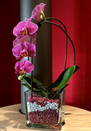 Bespiele von Orchideen im Colomi Orchideensubstrat