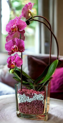 Colomi Orchideensubstrat im Glas mit einer Orchidee und 14 Blüten