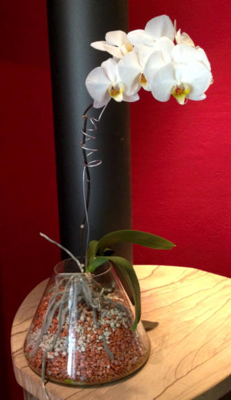 Die Bilder zeigen eine Orchidee die schon mehrere Jahre in Colomi Orchideensubstrat gepflanzt ist