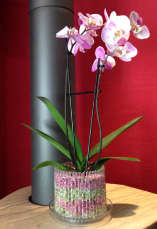 Die Bilder zeigen wie man Orchideen im Orchitop mit Colomi Substrat richtig einpflanzt