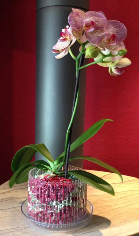 Die Bilder zeigen wie man Orchideen im Orchitop mit Colomi Substrat richtig einpflanzt