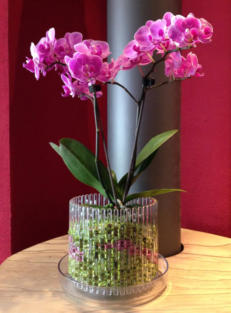 Die Bilder zeigen wie Orchideen im Colomi Orchideensubstrat in einem Orchitop eingepflanzt werden.