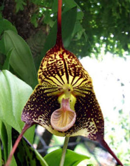 Wachstumsphase verschiedener Orchideen im Colomi