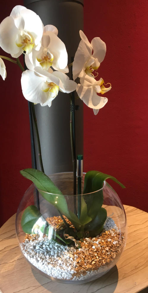 Bilder von einem geignetet Gießanzeiger für unser Colomi Orchideensubstrat