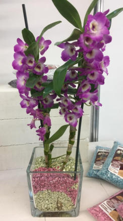 Dendrobium im Colomi