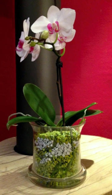 Colomi Orchideengranulat für prächtigen Blütenflor