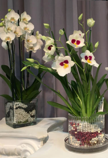 Details vom Colomi Orchideengranulat