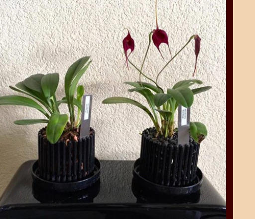 Vergleich zweier Orchideen im Wachstum zum Colomi Substrat und normalen Substrat