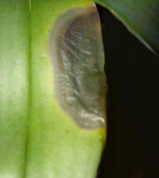 Pilzbefall bei Phalaneopsis