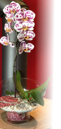 Prächtig blühende Orchideen durch Colomi Orchideengranulat