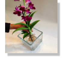 Die Bilder zeigen wie man Orchideen im Colomi Orchideensubstrat in ein Glasgefäß richtig einpflanzt