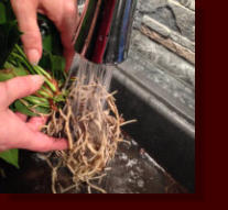 Die Bilder zeigen wie man Orchideen richtig in ein Glasgefäß mit Colomi Substrat einpflanzt