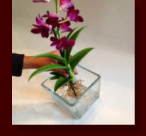 Die Bilder zeigen wie man Orchideen richtig in ein Glasgefäß mit Colomi Substrat einpflanzt