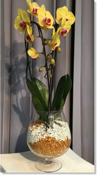 Eine prächtig blühende Orchidee im Colomi Orchideengranulat
