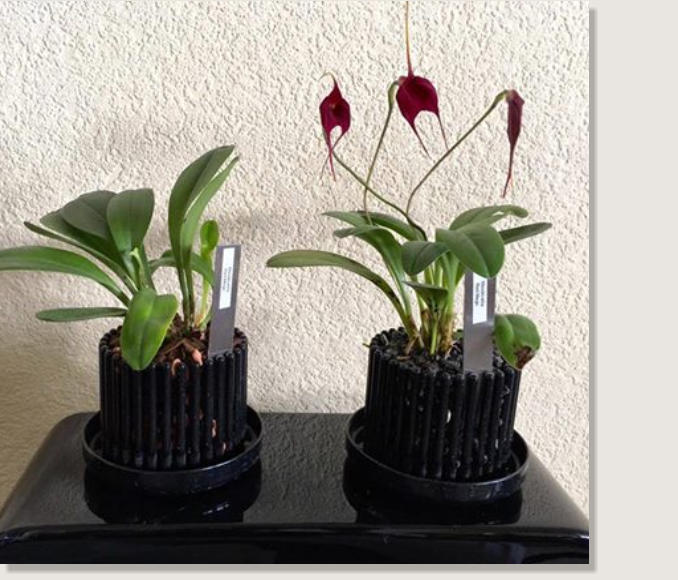 Bilder im Vergleich zu normalen Substrat gegenüber unser patentiertes Colomi Orchideensubstrat