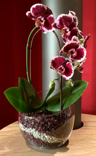 Colomi Orchideensubstrat im Glas