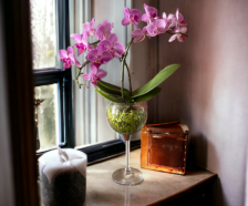 Colomi Orchideensubstrat im Orchitop mit Phalaneopsis