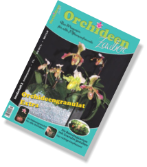 Bericht über Colomi Orchideengranulat von Herrn Dr. Schmidt