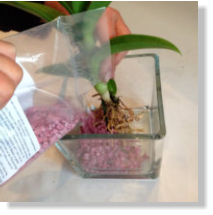 Die Bilder zeigen wie man Orchideen im Colomi Orchideensubstrat in ein Glasgefäß richtig einpflanzt