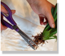 Die Bilder zeigen wie Orchideen im Colomi Orchideensubstrat in einem Orchitop eingepflanzt werden.