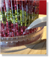 Die Bilder zeigen wie Orchideen im Colomi Orchideensubstrat in einem Orchitop eingepflanzt werden.