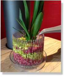 Die Bilder zeigen wie Orchideen im Colomi Orchideensubstrat in einem Orchitop eingepflanzt werden.