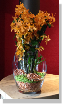 Bespiele von Orchideen im Colomi Orchideensubstrat