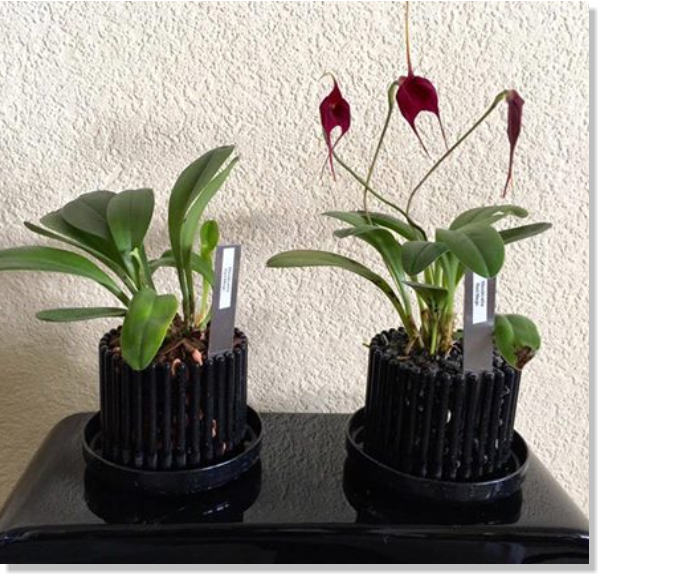 Bilder im Vergleich zu normalen Substrat gegenüber unser patentiertes Colomi Orchideensubstrat