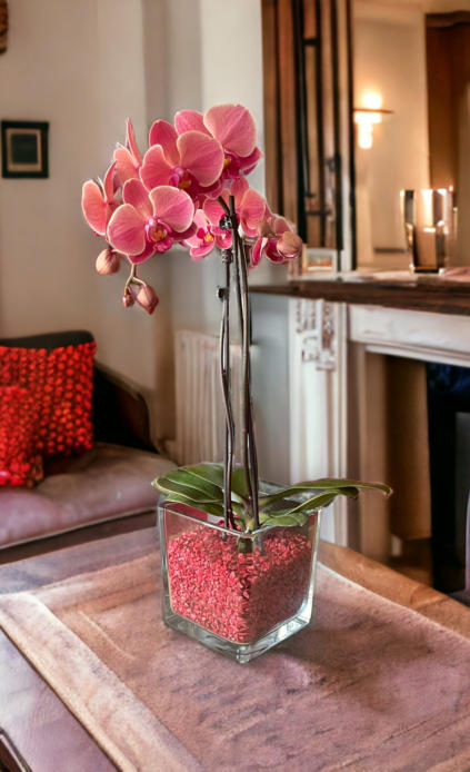 Colomi Orchideensubstrat im Orchitop mit Phalaneopsis und 8 Blüten