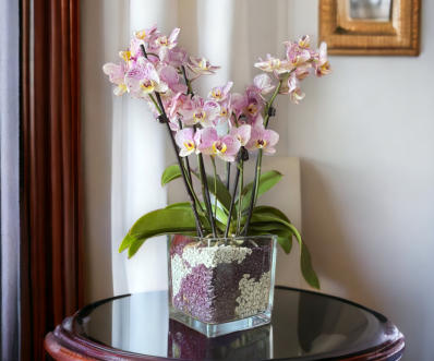 Colomi Orchideensubstrat im Orchitop mit Phalaneopsis