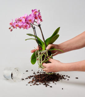 Rindensubstrat von den Wurzeln entfernen