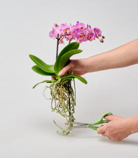 Vertrocknete Wurzeln abschneiden