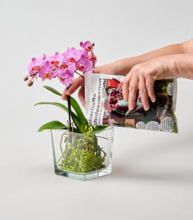 Colomi in  die Glasvase einfüllen