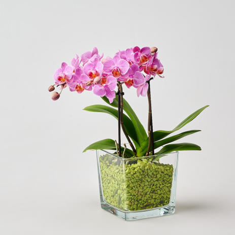 Colomi Substrat in der Glasvase mit einer Phalaenopsis Orchidee
