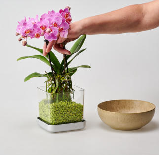 Umtopfen im Colomi Orchideengranulat