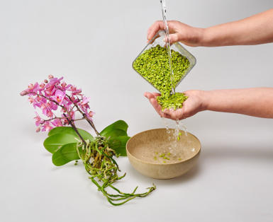 Colomi Pflanzsubstrat mit Wasser ausspülen