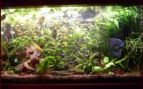 Aquarium mit selbstreinigenden Aquarienboden 