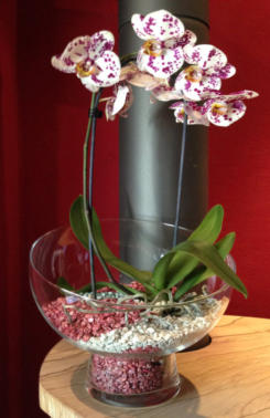 Colomi Orchideensubstrat im Glasgefäß