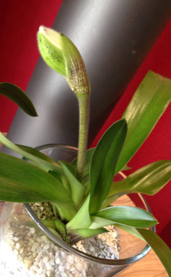 Frauenschuh im Substrat von Colomi 