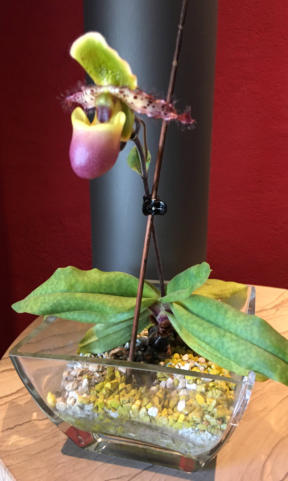 Frauenschuh im Substrat von Colomi 