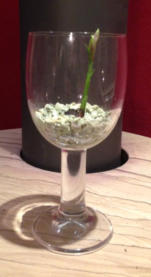 Wachstumsphase verschiedener Orchideen im Colomi