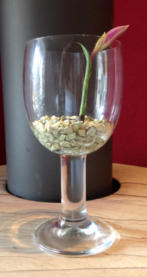 Wachstumsphase verschiedener Orchideen im Colomi