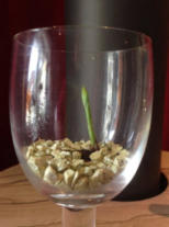 Wachstumsphase verschiedener Orchideen im Colomi