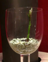 Wachstumsphase verschiedener Orchideen im Colomi