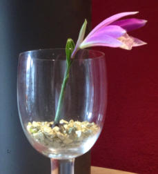 Wachstumsphase verschiedener Orchideen im Colomi