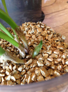 Wachstumsphase verchiedener Orchiden im Colomi Substrat