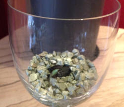 Wachstumsphase verchiedener Orchiden im Colomi Substrat