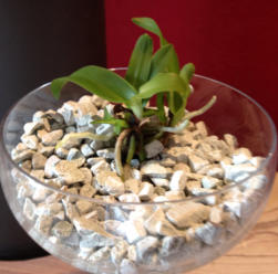 Wachstumsphase verchiedener Orchiden im Colomi Substrat