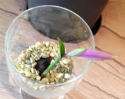 Wachstumsphase verchiedener Orchiden im Colomi Substrat